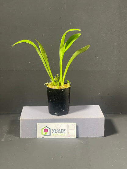 Dracula Black Magic 'Necromancer' plant showing compact upright pleated foliage in cultivation