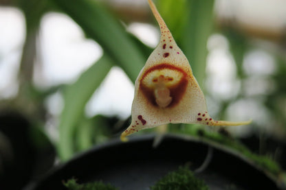 Dracula inaequalis: Charming Uneven-Sepaled Monkey Orchid