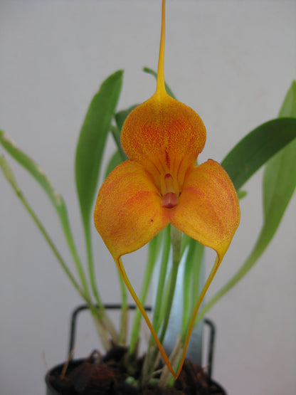 Masdevallia (Angel Frost × caudata 'Cameo' HCC/AOC) plant showing foliage and flower in cultivation
