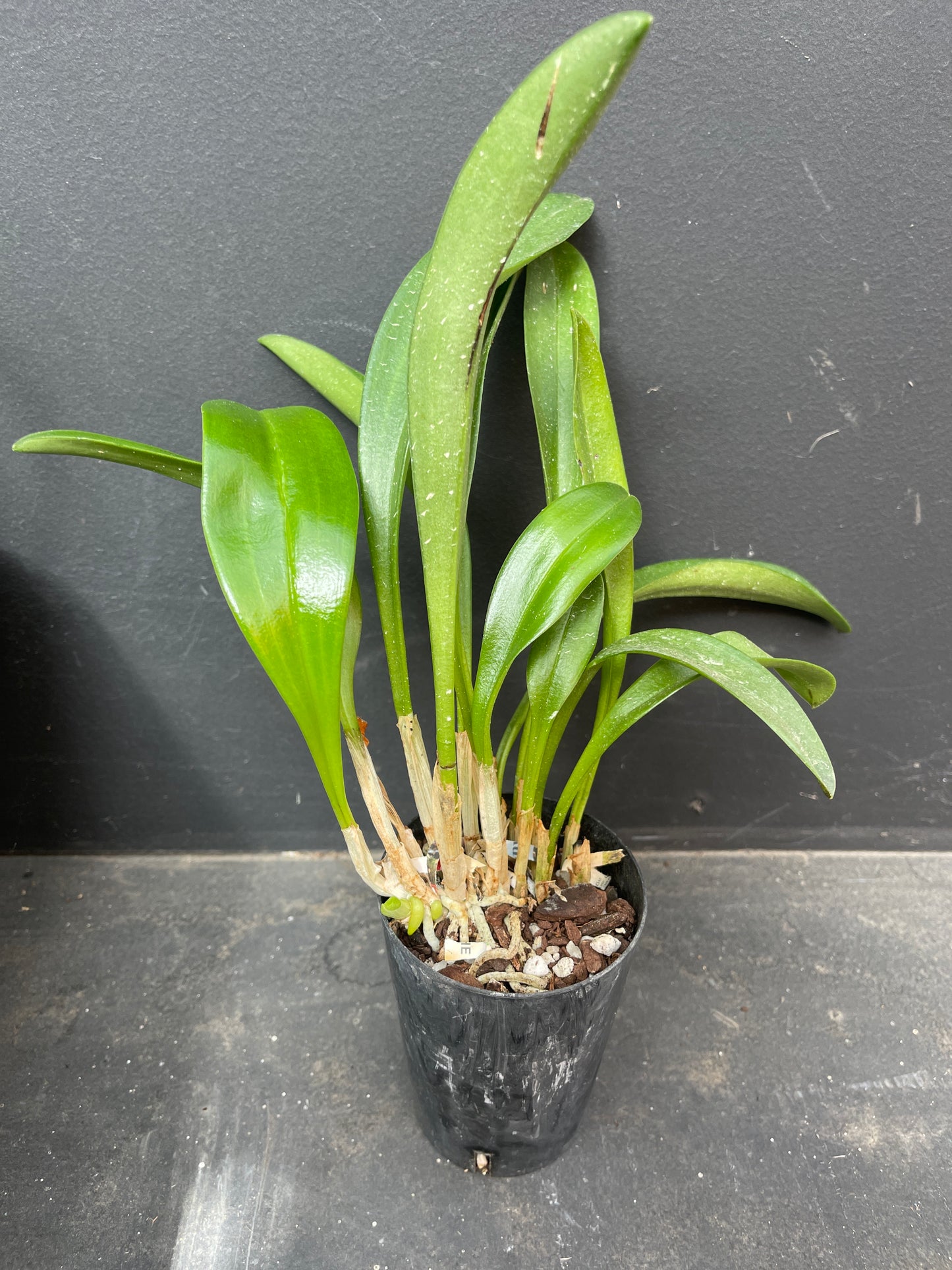 Masdevallia Orinoco ‘Triple X’ AM/AOC