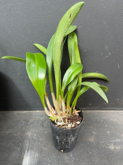 Masdevallia Orinoco ‘Triple X’ AM/AOC