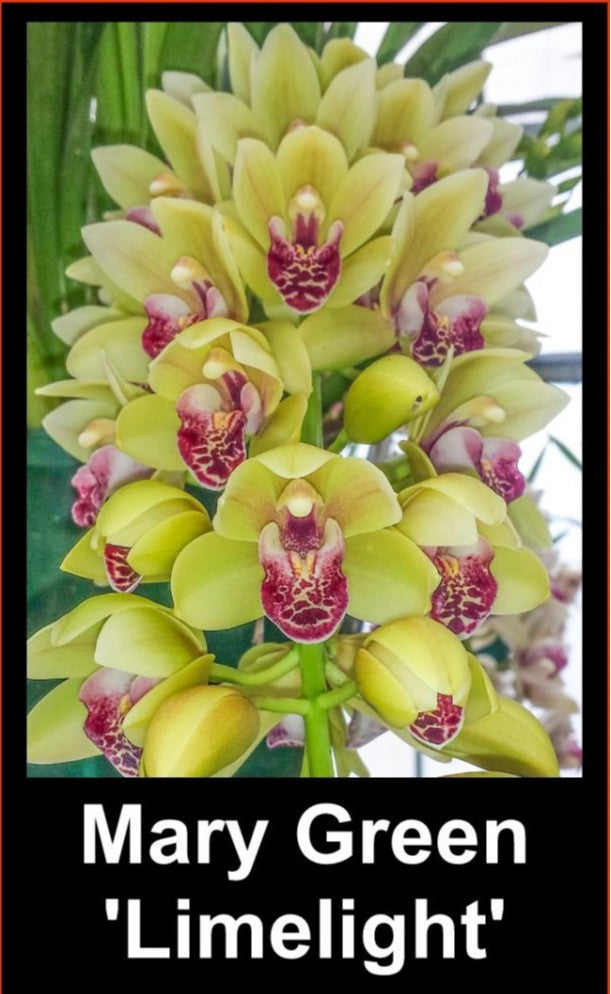Cymbidium Mary Green ‘Limelight’