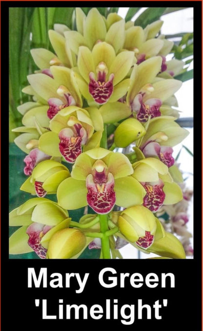 Cymbidium Mary Green ‘Limelight’