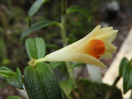 Dendrobium mohlianum x cuthbertsonii hybrid orchid flower
