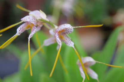 Masdevallia polysticta 'CA' second flower view