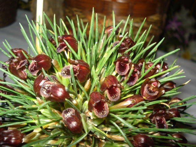 Maxillaria paranaensis (syn. Maxillaria juergensii) in flower, rounded dark maroon flowers among needle-like leaves
