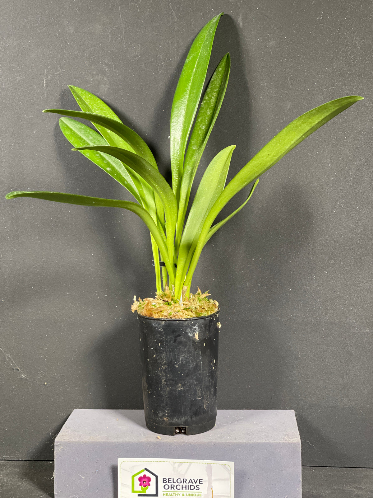 Masdevallia Curacao 'Hamish' FCC/AOC