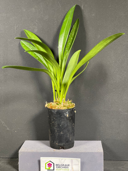 Masdevallia Curacao 'Hamish' FCC/AOC