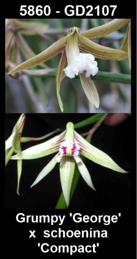 Dendrobium Grumpy 'George' × schoenina 'Compact' (Syn. Dockrillia) parent plants — photographs show parent plants