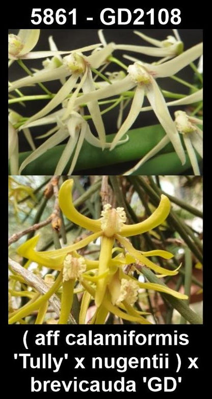 Dendrobium (sp. aff. calamiformis 'Tully' × nugentii) × brevicauda 'GD' (Syn. Dockrillia) parent plants — photographs show parent plants