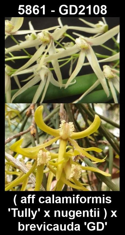 Dendrobium (sp. aff. calamiformis 'Tully' × nugentii) × brevicauda 'GD' (Syn. Dockrillia) parent plants — photographs show parent plants