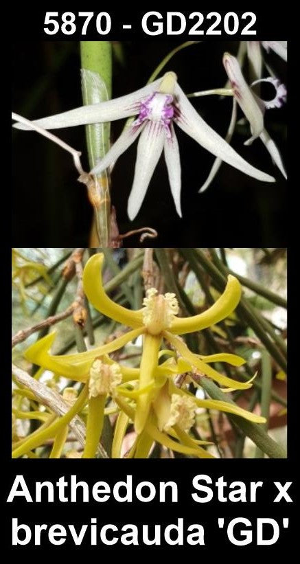 Dendrobium Anthedon 'Star' × brevicauda 'GD' (Syn. Dockrillia) parent plants — photographs show parent plants
