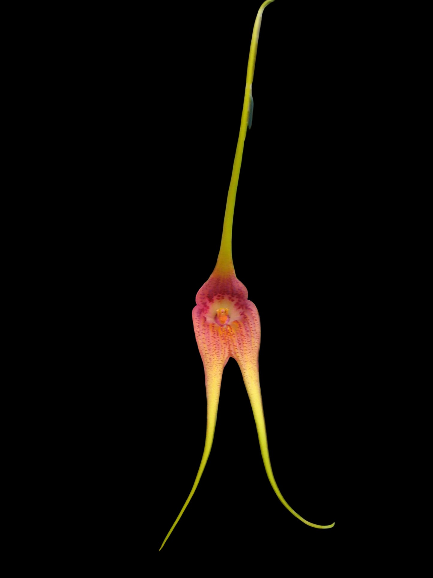 Masdevallia macrura 'Gigantica'