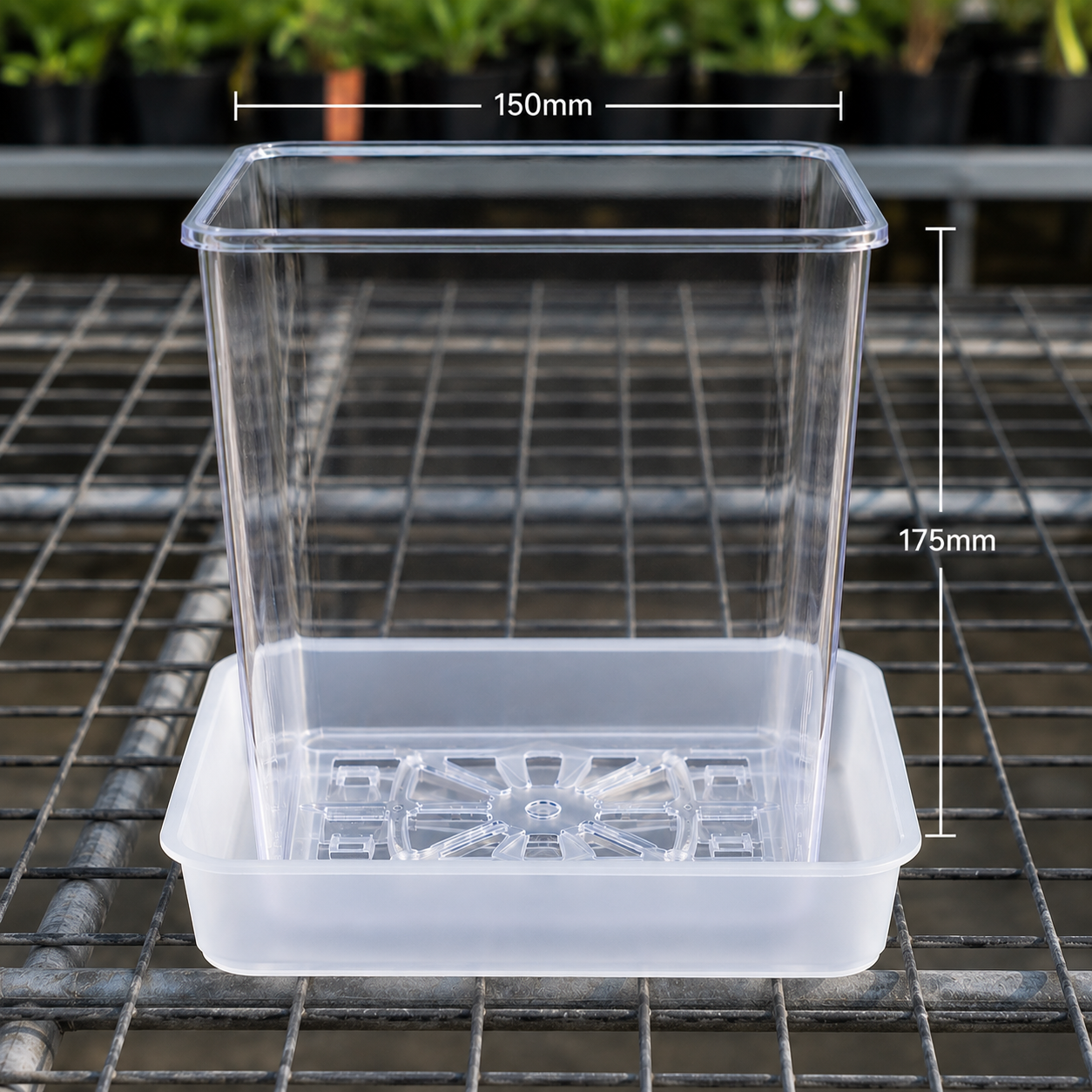 Square Clear Orchid Pot with Saucer — 150mm (Pack of 5)
