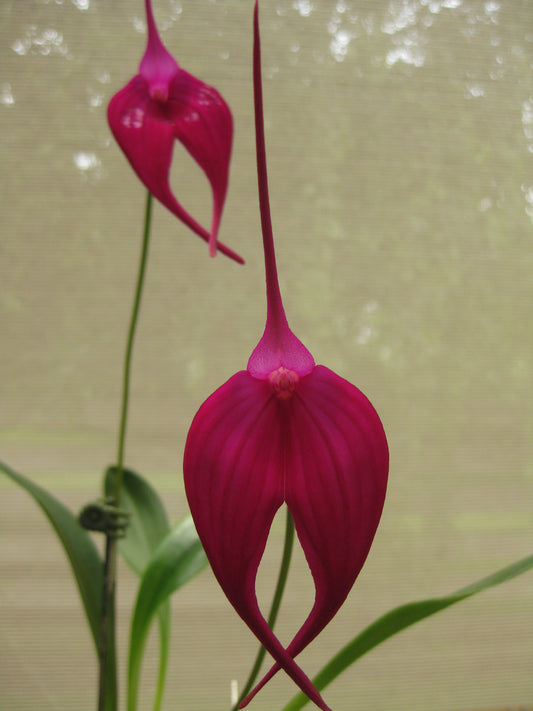 Masdevallia Machu Picchu 'Jay Vee'