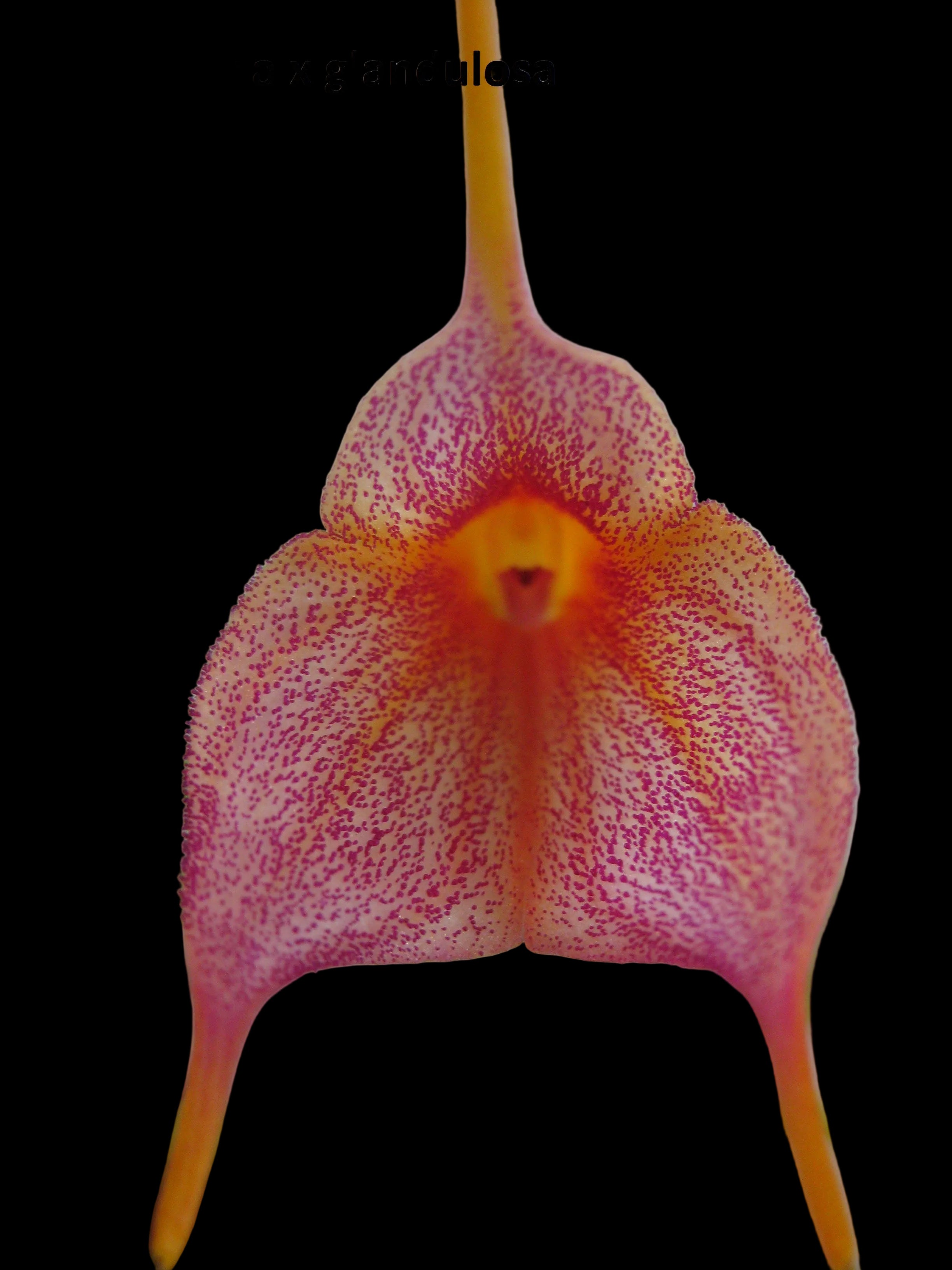 Masdevallia Orchids | Species & Awarded Clones | Belgrave Orchids