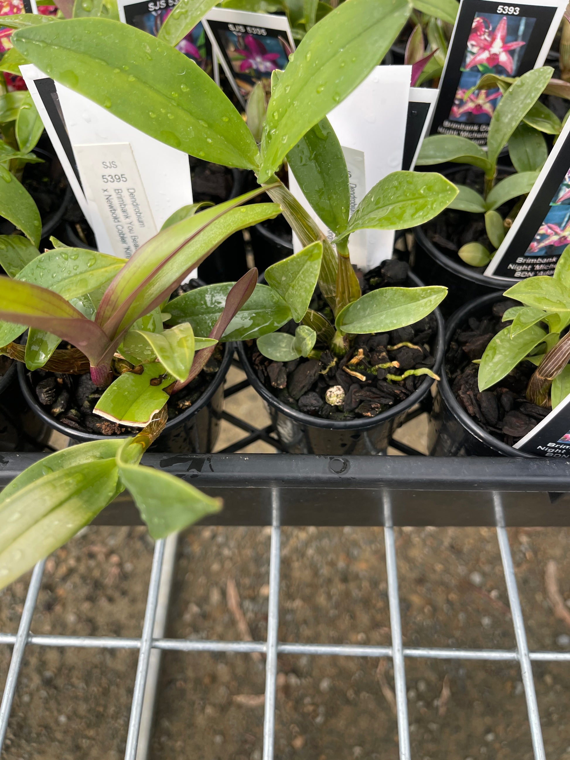 Dendrobium Brimbank You Beauty 'Ted' × Newbold Cobbler 'Kings Park' seedling in nursery pot at flowering size