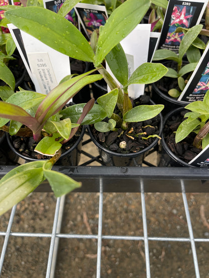 Dendrobium Brimbank You Beauty 'Ted' × Newbold Cobbler 'Kings Park' seedling in nursery pot at flowering size