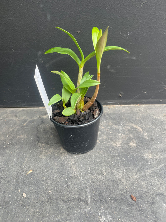 Dendrobium Esme Poulton 'Tinonee' x Aust. Rose Beauty 'Pink Delight'