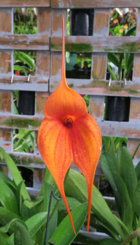 Masdevallia Orinoco ’Crown Prince’