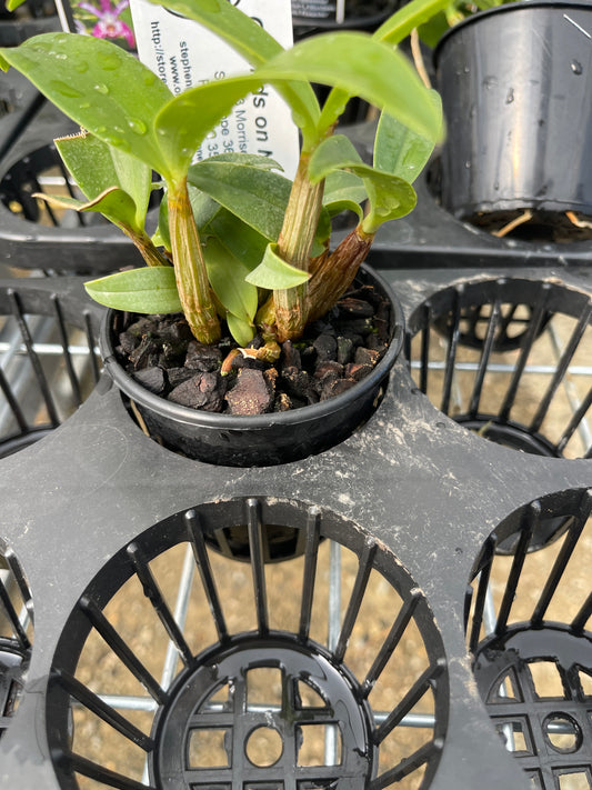 Dendrobium Coolart Splendour x Starsheen 'Botanic Fireworks'