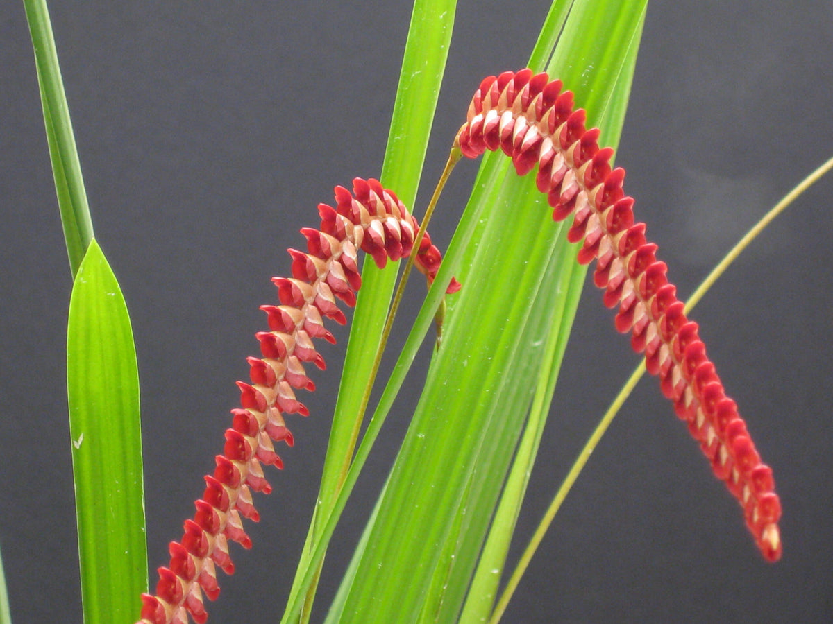 Coelogyne saccolabium (syn. Dendrochilum saccolabium), arching chains of red flowers