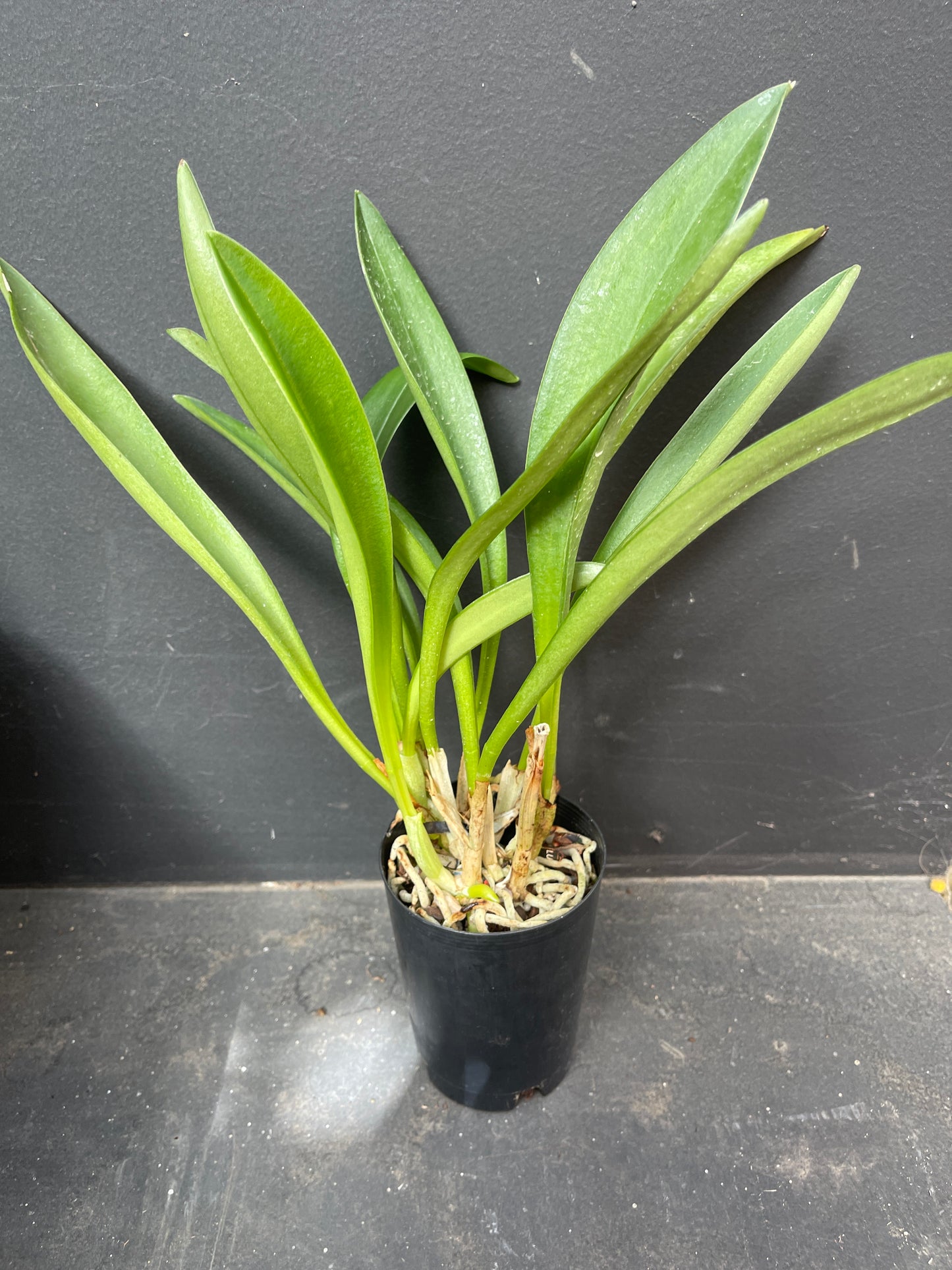 Masdevallia Santiago ‘Cape Veiw’
