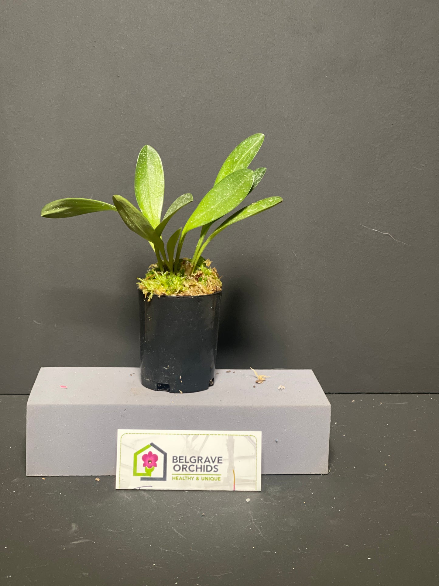 Masdevallia Twinky 'Apricot' plant showing compact upright foliage in cultivation