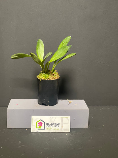 Masdevallia Twinky 'Apricot' plant showing compact upright foliage in cultivation