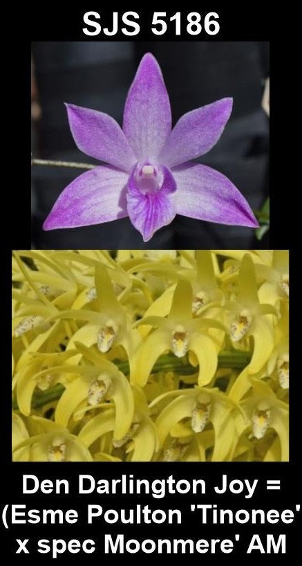Dendrobium Darlington Joy parent plant showing hybrid flower form — photographs show parent plants