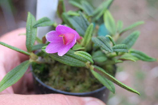 Dendrobium cuthbertsonii pink-flowered specimen, miniature New Guinea highland orchid