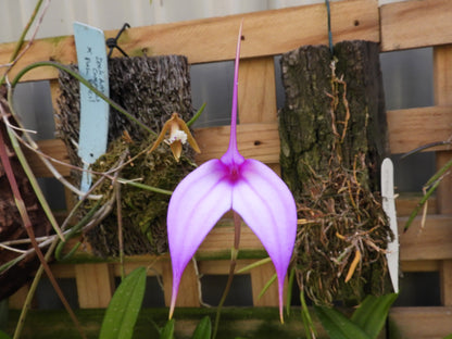 Masdevallia (coccinea × amabilis) flower close-up showing magenta-purple colouration and two-lobed dorsal-reduced form