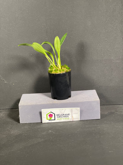 Masdevallia (Angel Frost × caudata 'Cameo' HCC/AOC) 'Sunburst'