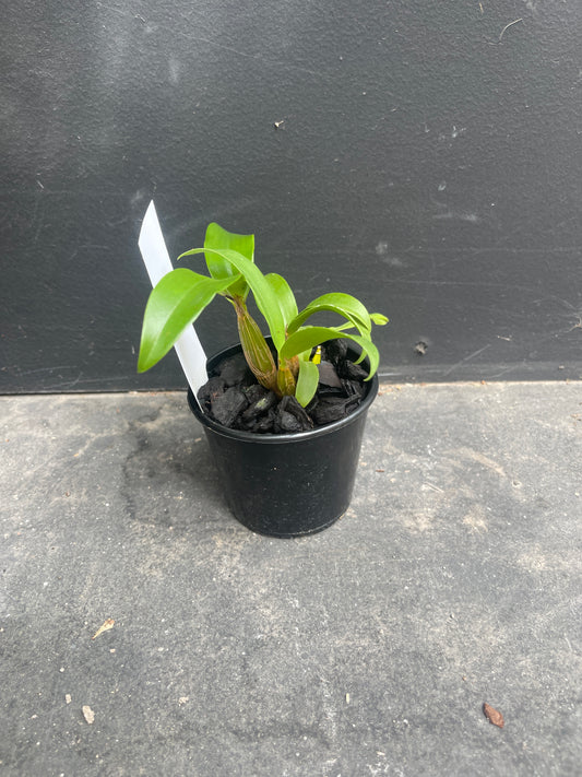 Dendrobium Rutherford Starburst 'Tinoonee' x Brimbank Uluru 'Travis'