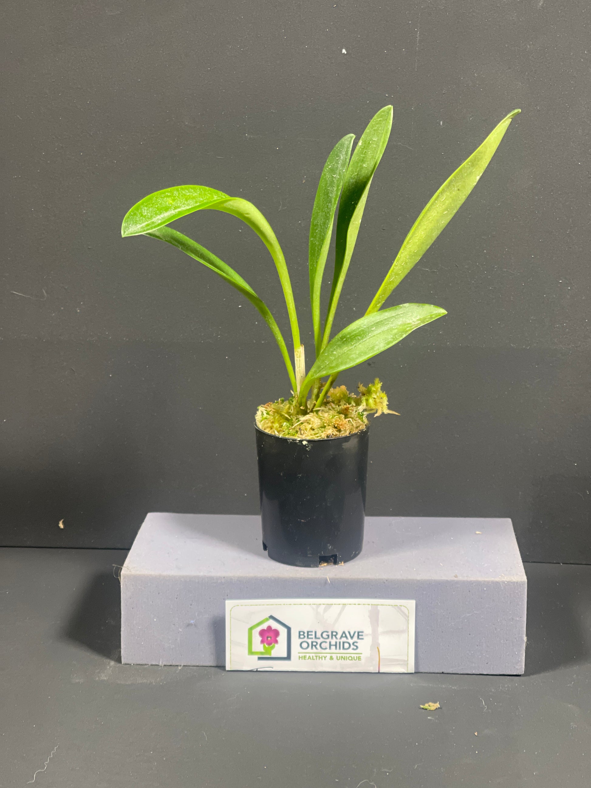 Masdevallia Sundancer 'Peats Ridge' HCC/AOC plant showing compact upright foliage in cultivation