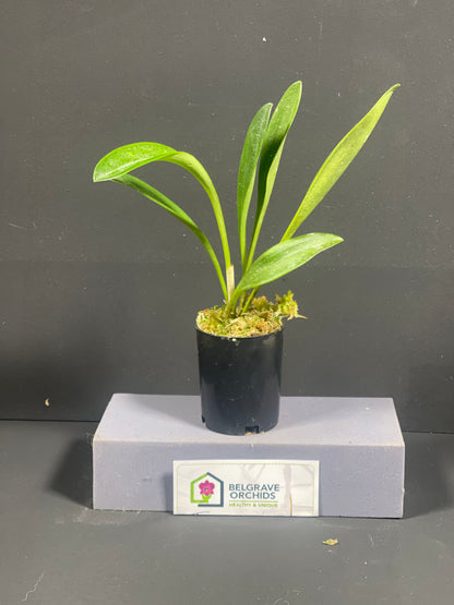 Masdevallia Sundancer 'Peats Ridge' HCC/AOC plant showing compact upright foliage in cultivation