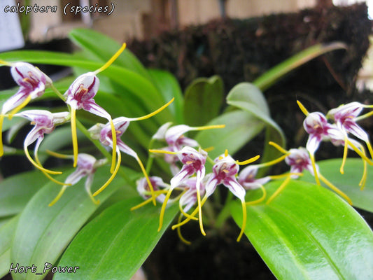 Masdevallia caloptera flower close-up