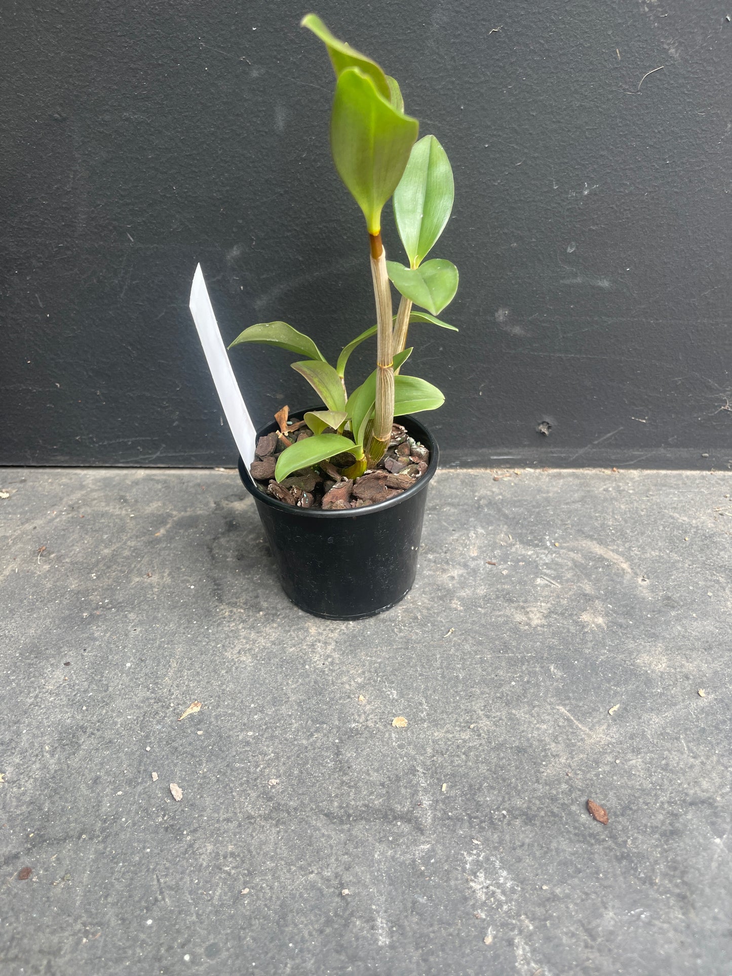 Dendrobium Bellinger Sheen 'Two Tone' x Aust. Rose Beauty 'Pink Delight' HCC/AOC