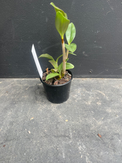 Dendrobium Bellinger Sheen 'Two Tone' x Aust. Rose Beauty 'Pink Delight' HCC/AOC