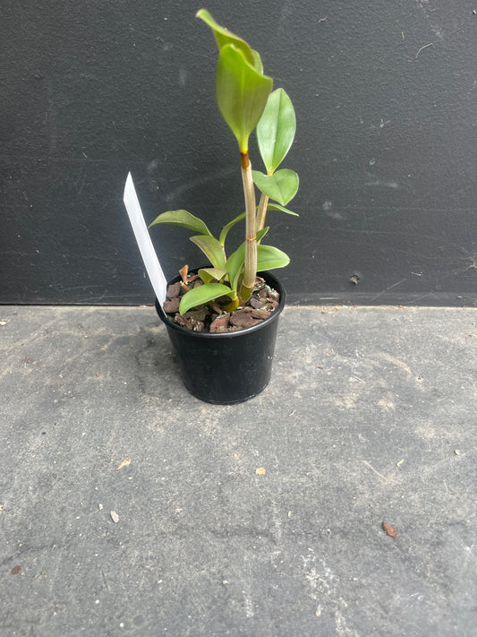 Dendrobium Bellinger Sheen 'Two Tone' x Aust. Rose Beauty 'Pink Delight' HCC/AOC