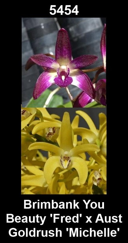 Dendrobium Brimbank You Beauty 'Fred' × Aust. Goldrush 'Michelle' parent plants — photographs show parent plants
