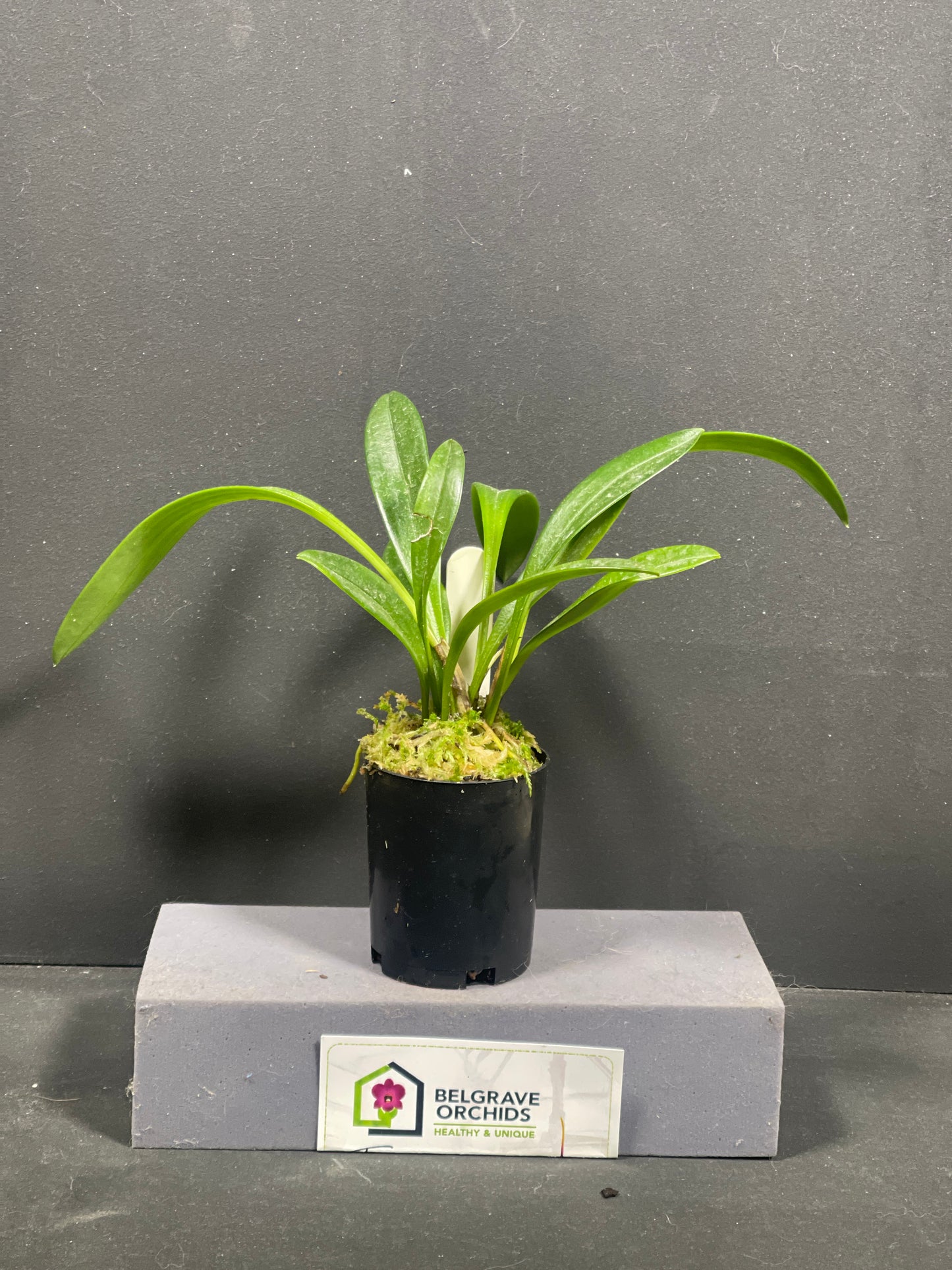 Masdevallia Copper Angel 'Jule'