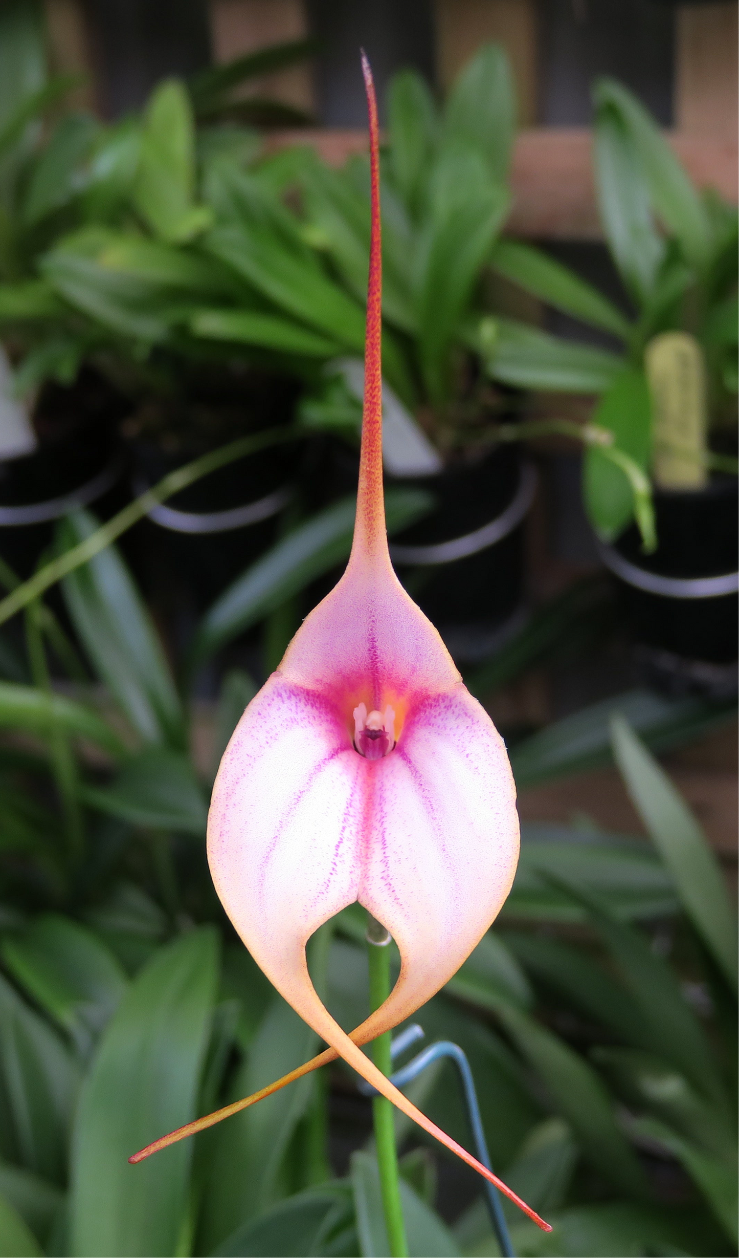 Masdevallia Curacao ‘Golden Crown’