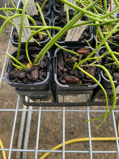 Dendrobium (calamiformis 'Mt Lewis' × fuliginosa 'Les') × Tweetie 'GD' (Syn. Dockrillia) seedling in nursery pot