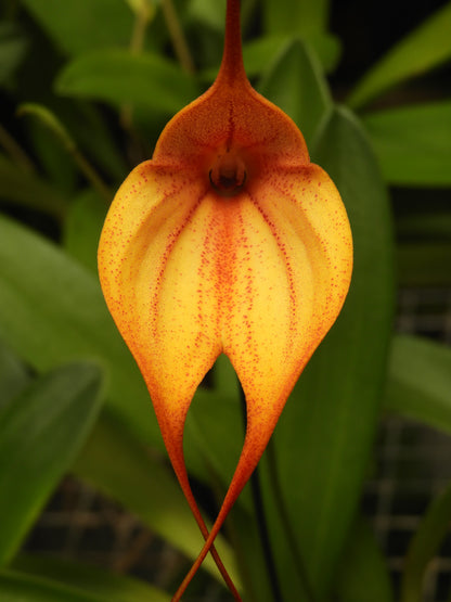 Masdevallia Curacao 'Hamish' FCC/AOC
