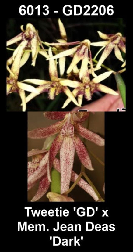 Dendrobium Tweetie 'GD' × Memoria Jean Deas 'Dark' (Syn. Dockrillia) parent plants — photographs show parent plants