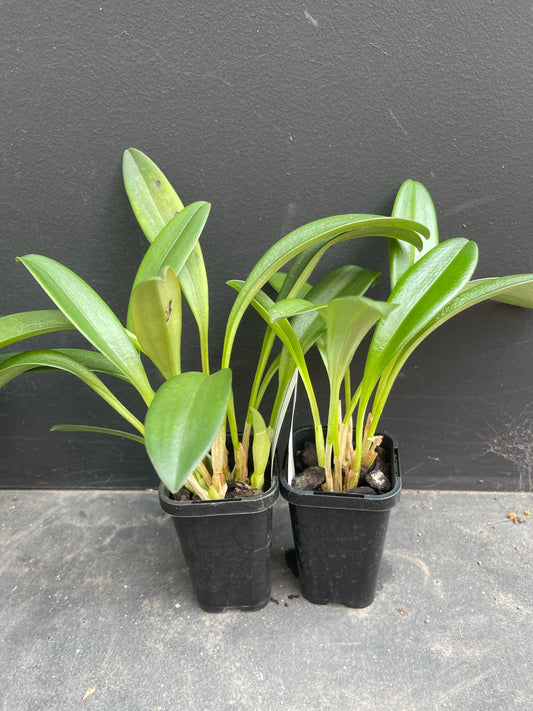 Small green plants in black pots on a dark surface