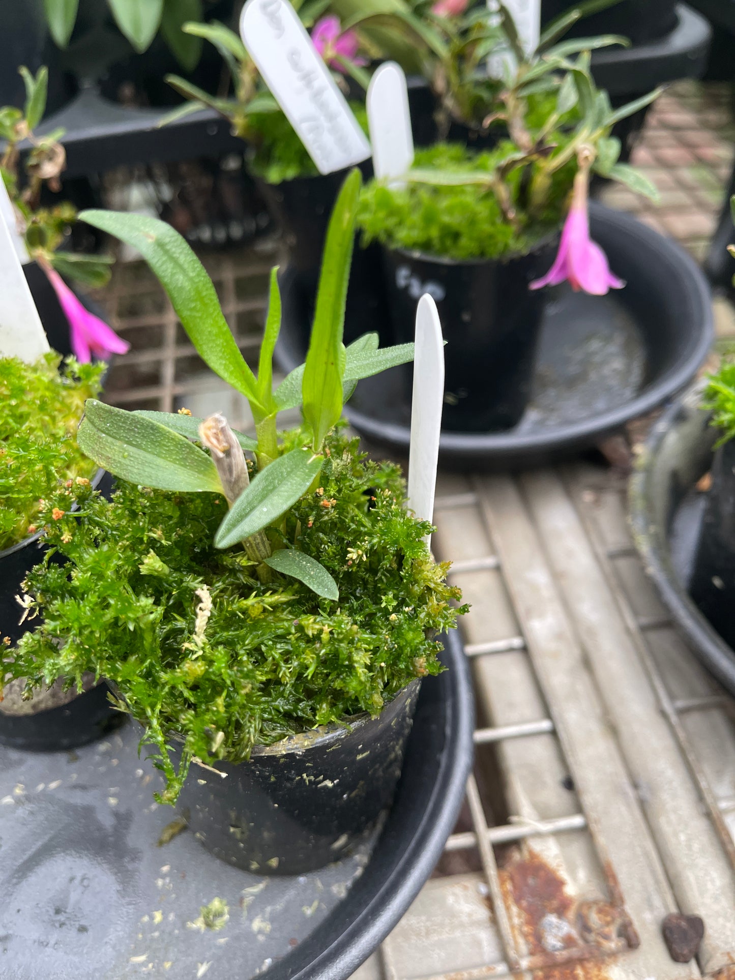 Dendrobium sulawesiense x cuthbertsonii