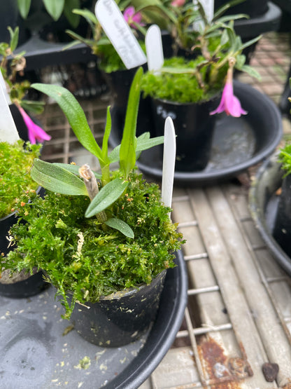 Dendrobium sulawesiense x cuthbertsonii