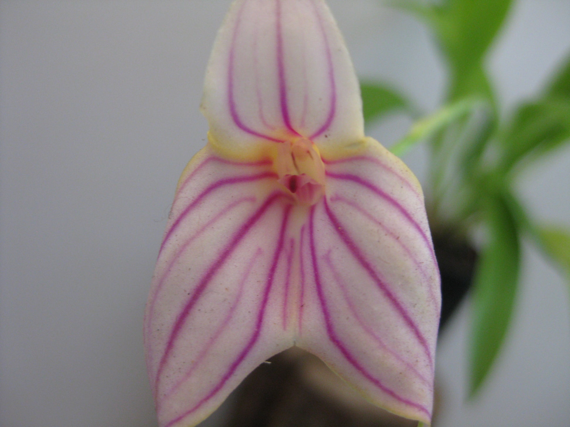 Masdevallia Falcata 'Gold Digger' x Pichincha 'Cape View' flower close-up, white with magenta stripes